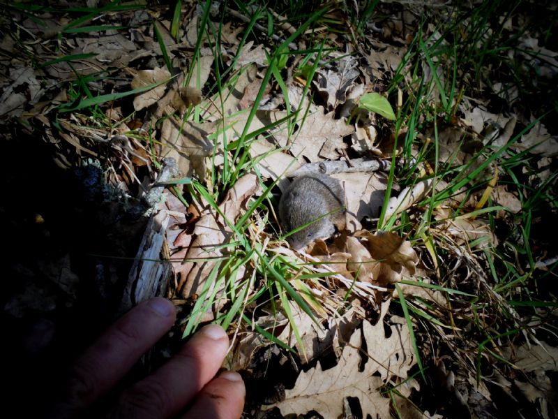 Microtus brachycercus / Arvicola bruzia - Arvicola (CZ)
